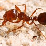 YANDINA PUBLIC FORUM ON FIRE ANTS FOLLOWING NEST DISCOVERIES