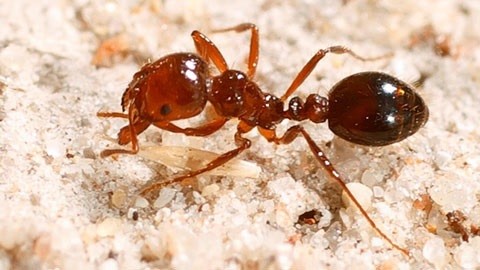 You are currently viewing YANDINA PUBLIC FORUM ON FIRE ANTS FOLLOWING NEST DISCOVERIES