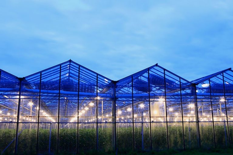 Read more about the article Greenhouses May Sprout